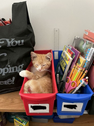 Illustration de l'article : 20 photos de chats qui boudent leur panier et choisissent des lieux de repos improbables