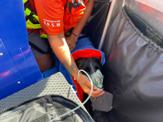 Illustration de l'article : Le sauvetage h&eacute;ro&iuml;que de Max, le Border Collie perdu en mer