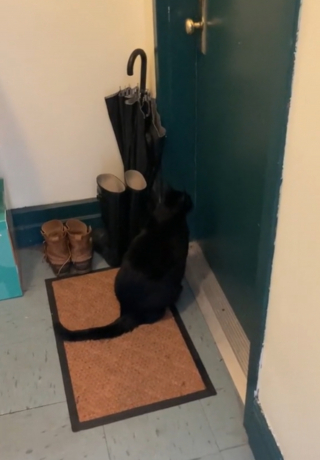 Illustration de l'article : Un chat senior patiente sur le palier de son meilleur ami jusqu’à ce qu’il vienne jouer avec lui (vidéo)