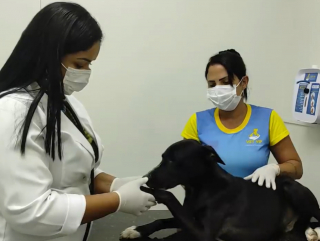 Illustration de l'article : Un chien errant entre seul dans une clinique vétérinaire et se fait diagnostiquer une tumeur après un examen de santé (vidéo)