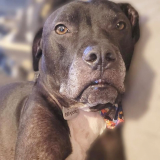 Illustration de l'article : Un chien dans le besoin s’incruste dans un refuge animalier et se fait repérer par les propriétaires