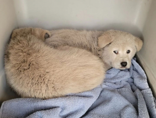 Illustration de l'article : Des bénévoles enjambent les ordures d’une décharge pour sauver 7 chiots abandonnés sur place