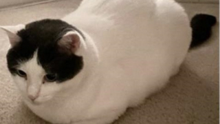 Illustration de l'article : Une femme découvre le sosie de son chat peint sur une toile japonaise de 1906