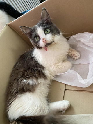 Illustration de l'article : Le combat de ces chattes pour leur survie est une source d'inspiration pour leur maîtresse, qui en a fait un livre