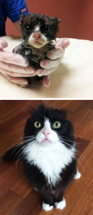 Illustration de l'article : 12 photos de chats errants ayant conquis le cœur de leurs nouvelles familles et changé leur existence