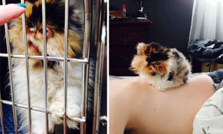 Illustration de l'article : 12 photos de chats errants ayant conquis le cœur de leurs nouvelles familles et changé leur existence