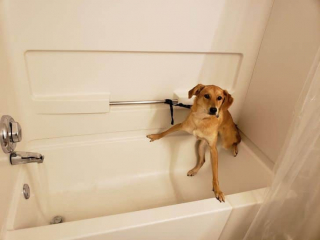 Illustration de l'article : 17 photos drôles où nos amis canins oublient qu'ils sont des chiens