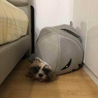 Illustration de l'article : 17 photos drôles où nos amis canins oublient qu'ils sont des chiens