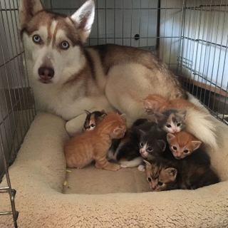 Illustration de l'article : 17 photos drôles où nos amis canins oublient qu'ils sont des chiens
