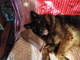Illustration de l'article : 17 photos drôles où nos amis canins oublient qu'ils sont des chiens