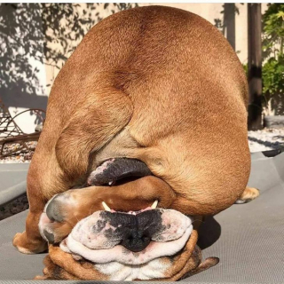 Illustration de l'article : 17 photos drôles où nos amis canins oublient qu'ils sont des chiens