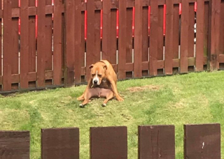 Illustration de l'article : 17 photos drôles où nos amis canins oublient qu'ils sont des chiens