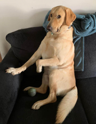Illustration de l'article : 17 photos drôles où nos amis canins oublient qu'ils sont des chiens