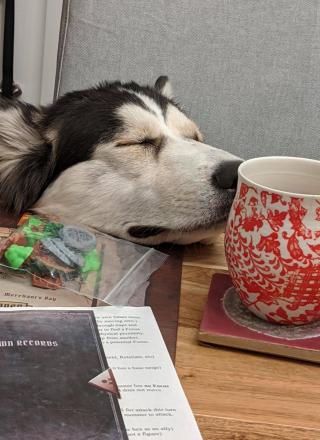 Illustration de l'article : 17 photos drôles où nos amis canins oublient qu'ils sont des chiens