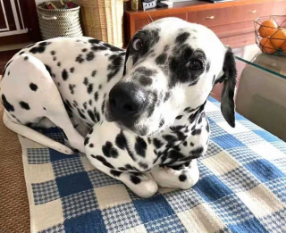 Illustration de l'article : 17 photos drôles où nos amis canins oublient qu'ils sont des chiens