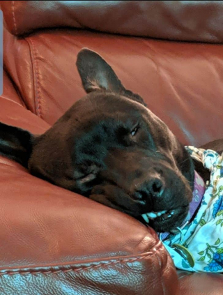 Illustration de l'article : 17 photos drôles où nos amis canins oublient qu'ils sont des chiens