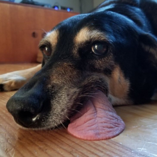 Illustration de l'article : 17 photos drôles où nos amis canins oublient qu'ils sont des chiens