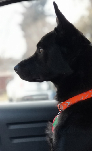 Illustration de l'article : 8 types de chiens d'assistance aux compétences exceptionnelles mises au service de l'humain