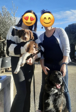 Illustration de l'article : Urya, un chiot berger australien aveugle de naissance, s'est adapté à sa nouvelle vie avec amour et courage