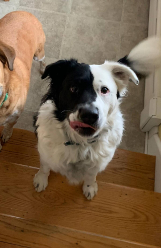 Illustration de l'article : Un voleur s’empare d’une voiture avec un chien à l’intérieur. La toile se mobilise pour retrouver l’animal