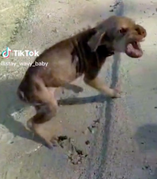 Illustration de l'article : Négligé et terrifié, ce chiot abandonné sur une plage ne laissait personne approcher de lui (vidéo)