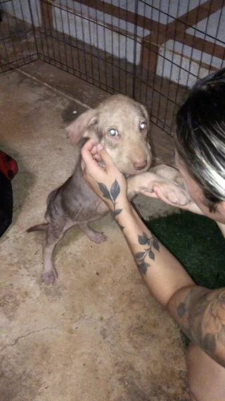 Illustration de l'article : Négligé et terrifié, ce chiot abandonné sur une plage ne laissait personne approcher de lui (vidéo)