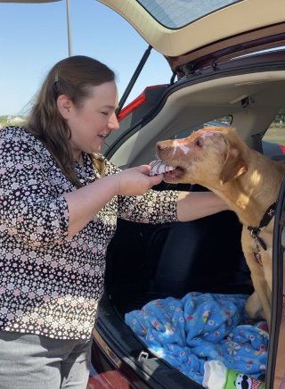 Illustration de l'article : Buddy, un chien maltraité par un enfant, devient l'inspiration d'une nouvelle loi sur la protection des animaux