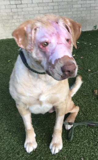 Illustration de l'article : Buddy, un chien maltraité par un enfant, devient l'inspiration d'une nouvelle loi sur la protection des animaux