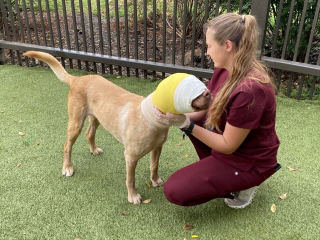 Illustration de l'article : Buddy, un chien maltraité par un enfant, devient l'inspiration d'une nouvelle loi sur la protection des animaux