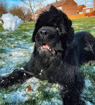 Illustration de l'article : Ce chien immense reste impassible face à son maître et refuse de rentrer à la maison après ses balades (vidéo)