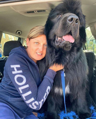 Illustration de l'article : Ce chien immense reste impassible face à son maître et refuse de rentrer à la maison après ses balades (vidéo)