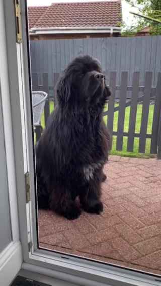 Illustration de l'article : Ce chien immense reste impassible face à son maître et refuse de rentrer à la maison après ses balades (vidéo)