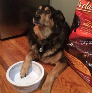 Illustration de l'article : 18 photos de chiens et de chats ayant développé des techniques infaillibles pour capter l'attention