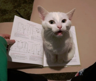 Illustration de l'article : 18 photos de chiens et de chats ayant développé des techniques infaillibles pour capter l'attention