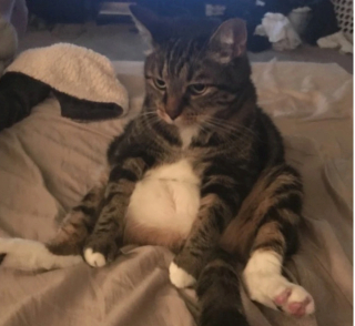 Illustration de l'article : 18 photos de chiens et de chats ayant développé des techniques infaillibles pour capter l'attention