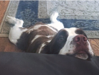 Illustration de l'article : 18 photos de chiens et de chats ayant développé des techniques infaillibles pour capter l'attention