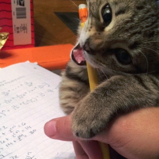 Illustration de l'article : 18 photos de chiens et de chats ayant développé des techniques infaillibles pour capter l'attention