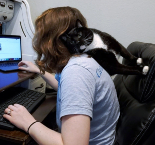 Illustration de l'article : 18 photos de chiens et de chats ayant développé des techniques infaillibles pour capter l'attention