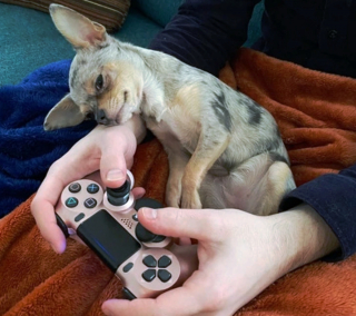 Illustration de l'article : 18 photos de chiens et de chats ayant développé des techniques infaillibles pour capter l'attention