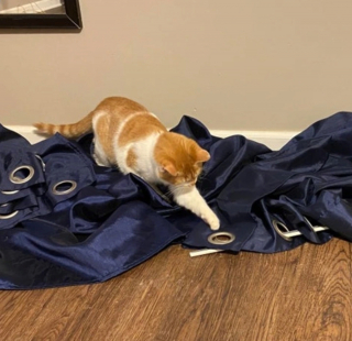 Illustration de l'article : 18 photos de chiens et de chats ayant développé des techniques infaillibles pour capter l'attention