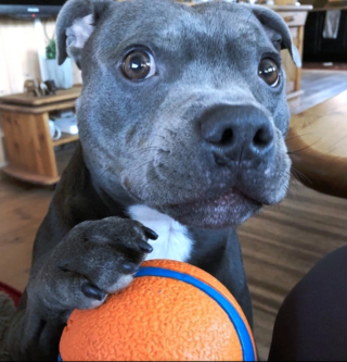 Illustration de l'article : 18 photos de chiens et de chats ayant développé des techniques infaillibles pour capter l'attention