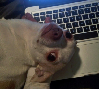 Illustration de l'article : 18 photos de chiens et de chats ayant développé des techniques infaillibles pour capter l'attention