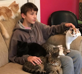 Illustration de l'article : 18 photos de chiens et de chats ayant développé des techniques infaillibles pour capter l'attention