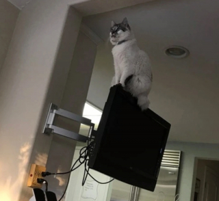 Illustration de l'article : 18 photos de chiens et de chats ayant développé des techniques infaillibles pour capter l'attention