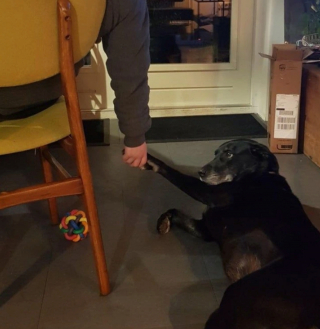 Illustration de l'article : 18 photos de chiens et de chats ayant développé des techniques infaillibles pour capter l'attention