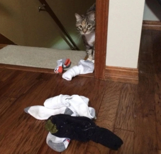 Illustration de l'article : 18 photos de chiens et de chats ayant développé des techniques infaillibles pour capter l'attention