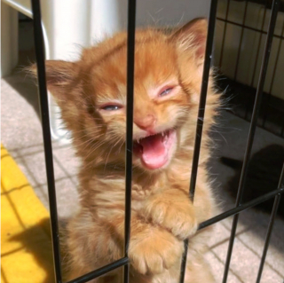 Illustration de l'article : 18 photos de chiens et de chats ayant développé des techniques infaillibles pour capter l'attention