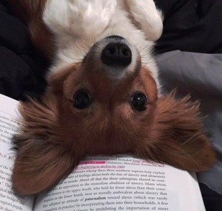 Illustration de l'article : 18 photos de chiens et de chats ayant développé des techniques infaillibles pour capter l'attention