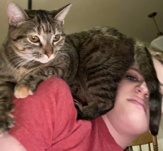 Illustration de l'article : 18 photos de chiens et de chats ayant développé des techniques infaillibles pour capter l'attention