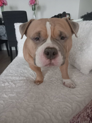 Illustration de l'article : Sur le point d’accoucher, cette femme a été sauvée par le chien de sa voisine